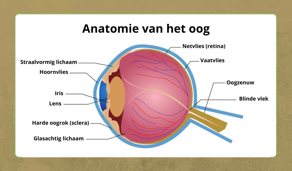 Anatomie